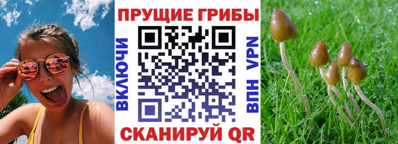 Псилоцибиновые грибы GOLDEN TEACHER  Купить  Чкаловск 